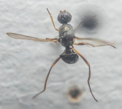 Nemopoda nitidula