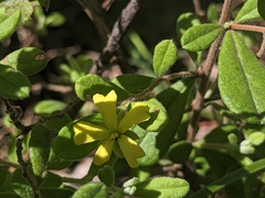 Hibbertia aspera