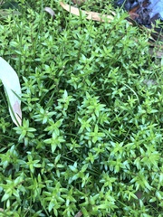 Crassula helmsii