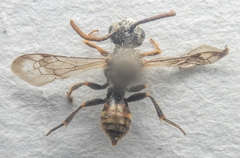 Nomada fabriciana