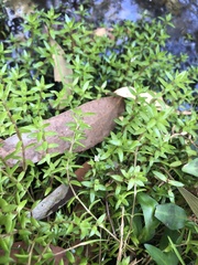 Crassula helmsii