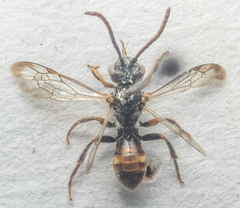Nomada flavoguttata