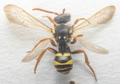 Nomada goodeniana