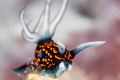 Roboastra gracilis