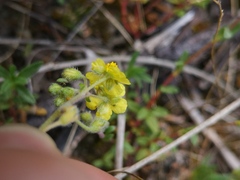 Fumana procumbens