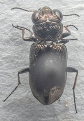 Notiophilus substriatus