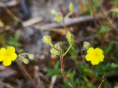 Fumana procumbens