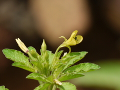 Cleome viscosa