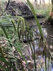Carex fascicularis