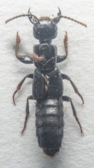 Tasgius ater