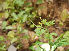 Cleome viscosa