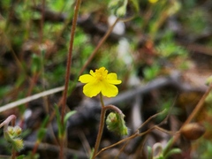 Fumana procumbens