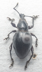 Otiorhynchus atroapterus