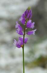 Polygala cretacea