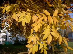 Fraxinus pennsylvanica