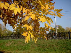Fraxinus pennsylvanica