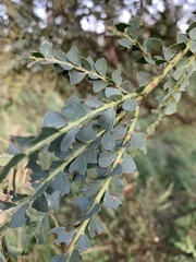 Acacia pravissima