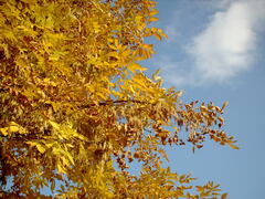 Fraxinus pennsylvanica
