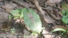 Caladium