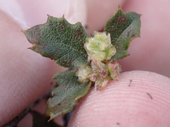 Quercus berberidifolia