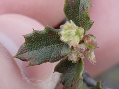 Quercus berberidifolia