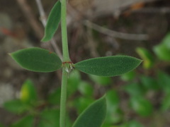 Paronychia canariensis image