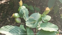 Flemingia macrophylla