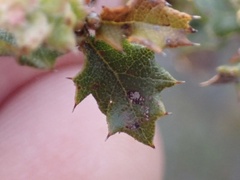 Quercus berberidifolia