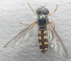 Platycheirus peltatus
