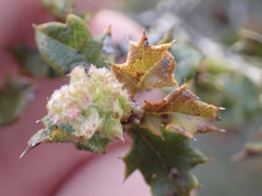 Quercus berberidifolia