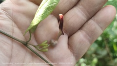 Aristolochia acuminata