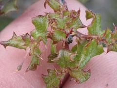 Quercus berberidifolia