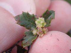 Quercus berberidifolia