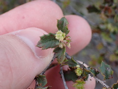 Quercus berberidifolia