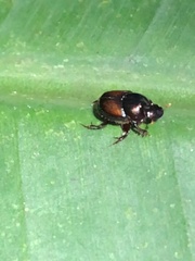 Onthophagus