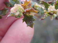 Quercus berberidifolia