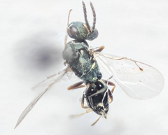 Pteromalus
