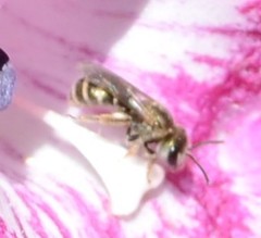 Halictus tripartitus