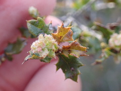 Quercus berberidifolia