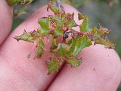 Quercus berberidifolia