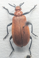 Pyrochroa serraticornis