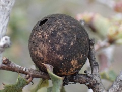 Quercus berberidifolia