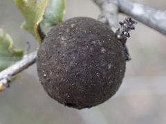 Quercus berberidifolia