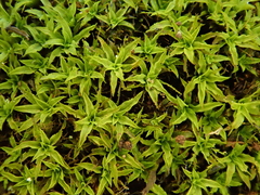 Trichostomum brachydontium