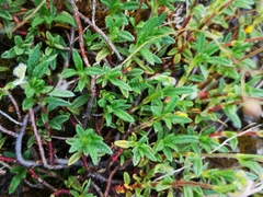Fumana procumbens