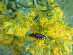 Megacyllene robiniae