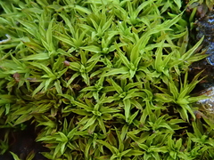 Trichostomum brachydontium