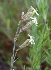 Silene supina
