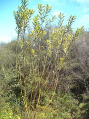 Callistachys lanceolata
