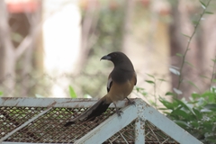 Dendrocitta vagabunda